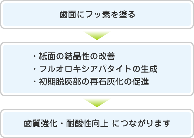 歯面にフッ素を塗る→紙面の結晶性の改善・フルオロキシアパタイトの生成・初期脱灰部の再石灰化の促進→歯質強化・耐酸性向上 につながります